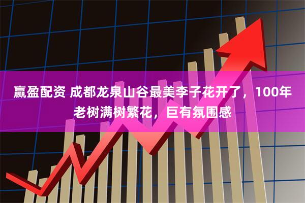 赢盈配资 成都龙泉山谷最美李子花开了，100年老树满树繁花，巨有氛围感